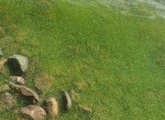 Salaspils pludmalē, iespējams, savairojušās zilaļģes