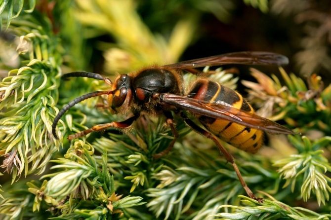 Saldā zaptes smarža un lapsenes