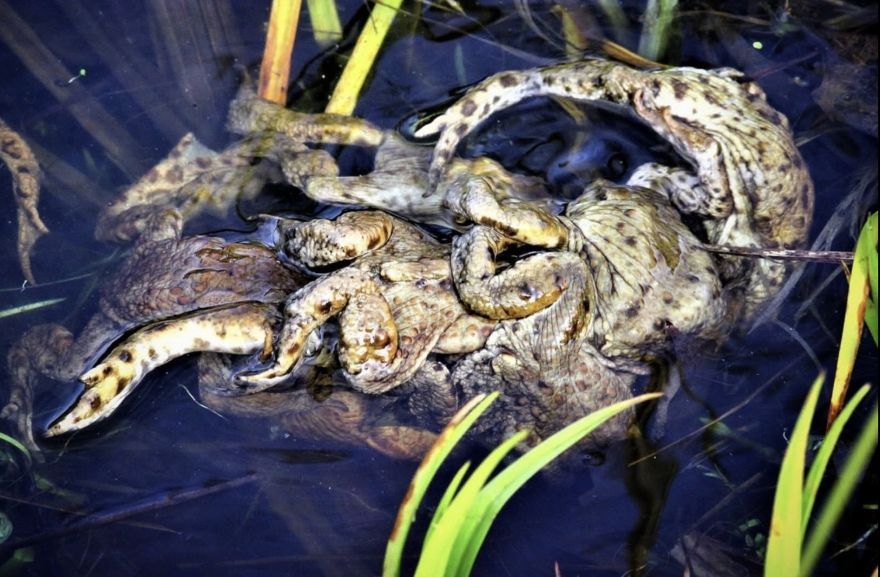 Saldētas varžu kājiņas? Kas tas par brīnumainu veidojumu varžu dīķī?