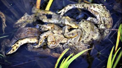 Attēls rakstam: Saldētas varžu kājiņas? Kas tas par brīnumainu veidojumu varžu dīķī?
