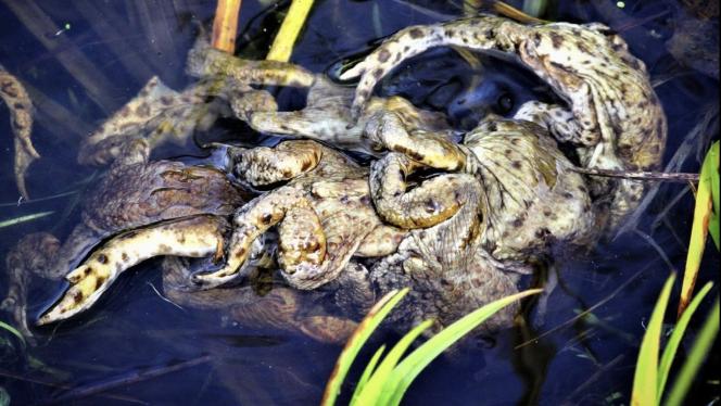 Attēls rakstam: Saldētas varžu kājiņas? Kas tas par brīnumainu veidojumu varžu dīķī?