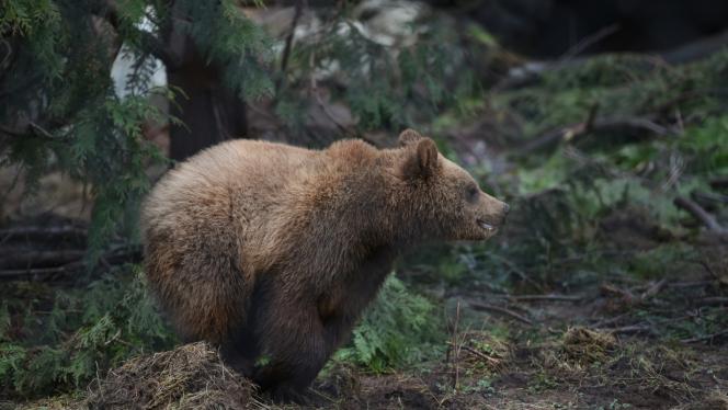 Attēls rakstam: Satraukums Ropažu novadā - atkārtoti manīts lācis! Zināms, kurās vietās tas redzēts un kā rīkoties