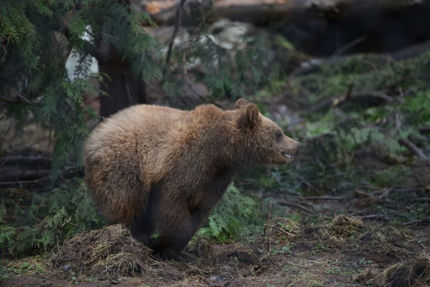 Satraukums Ropažu novadā - atkārtoti manīts lācis! Zināms, kurās vietās tas redzēts un kā rīkoties