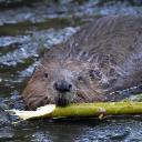 Attēls rakstam: Saulkrastos turpinās bebru populācijas regulēšanas medības