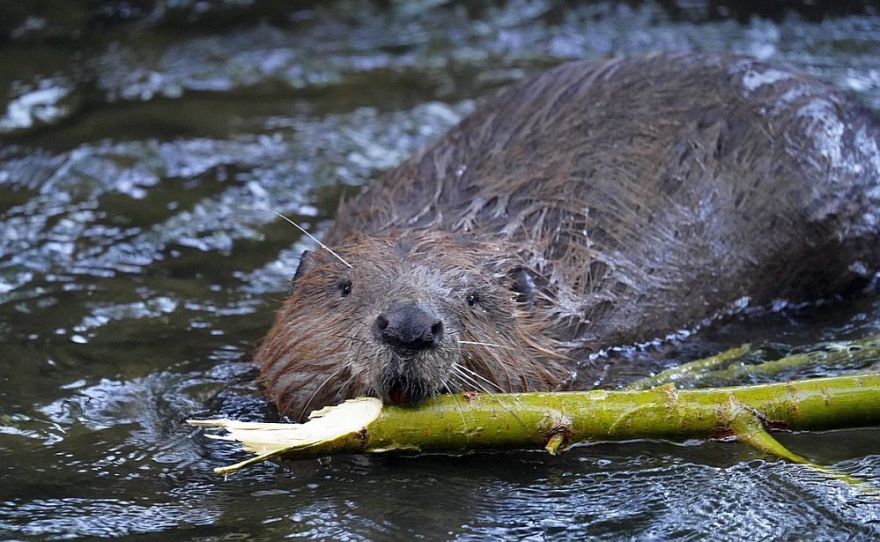 Saulkrastos turpinās bebru populācijas regulēšanas medības