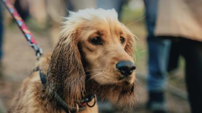 Attēls rakstam: Saulkrastu novada dome publisko noteikumus suņu saimniekiem, taču iedzīvotāji nav sajūsmā