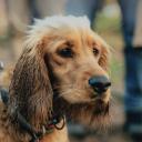 Attēls rakstam: Saulkrastu novada dome publisko noteikumus suņu saimniekiem, taču iedzīvotāji nav sajūsmā