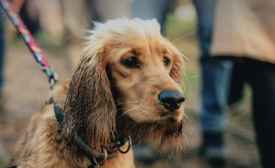 Saulkrastu novada dome publisko noteikumus suņu saimniekiem, taču iedzīvotāji nav sajūsmā