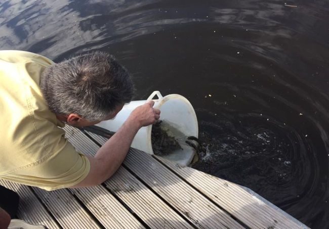 Saulkrastu upēs ielaisti taimiņu mazuļi