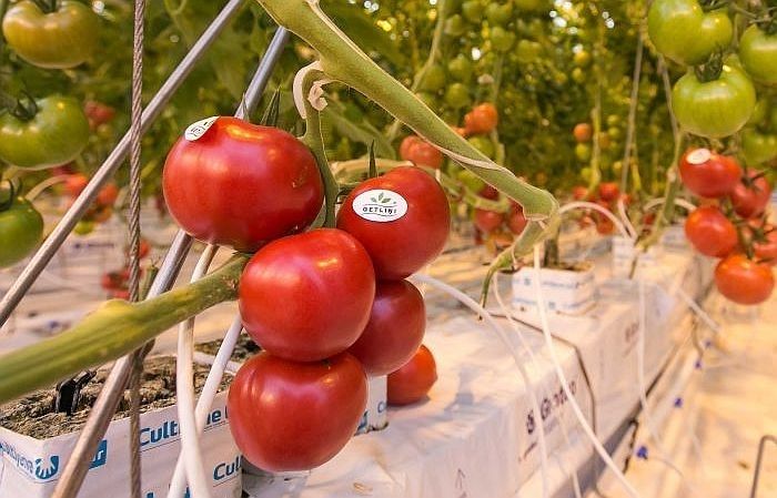 Septembrī plāno izsolīt "Getliņi EKO" tomātu un gurķu ražu