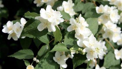 Attēls rakstam: Šī nedēļa sāksies ar lietu, bet turpinājumā laikapstākļi uzlabosies