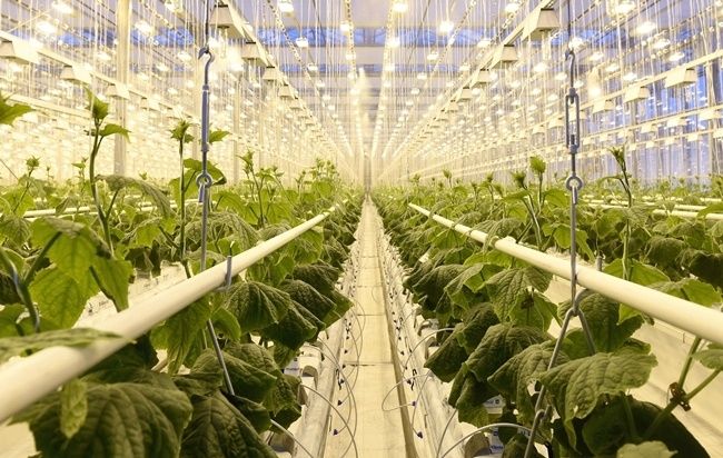 SIA "Mārupes siltumnīcas" investē divus miljonus eiro, lai ziemā varētu audzēt gurķus 