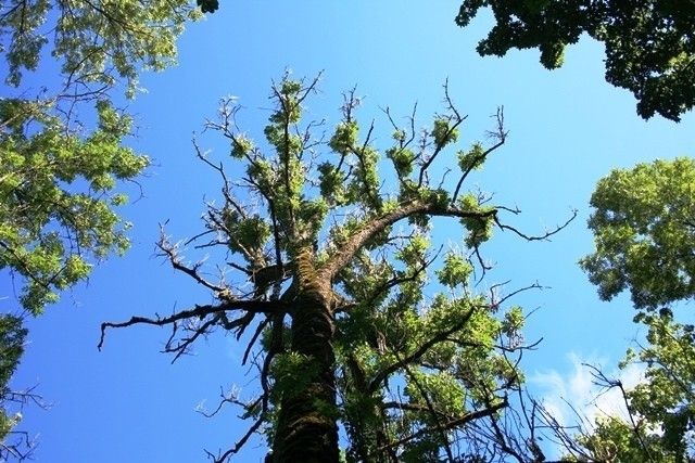 Siguldā aicina pieteikties ekspertus bīstamo ošu apsekošanai