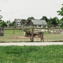 Attēls rakstam: "Sigulda ZOO" par 350 tūkstošiem eiro veiks būtiskus uzlabojumus. Kas mainīsies?