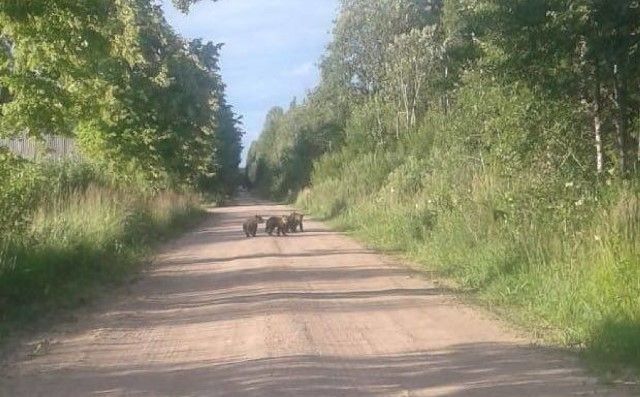 Siguldas novadā pa zemes ceļu brīvi pastaigājas mazu lāču bariņš