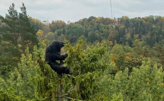 Siguldas vagoniņa lācis iegūst jaunu veidolu un aicina sagaidīt zelta rudeni Siguldā