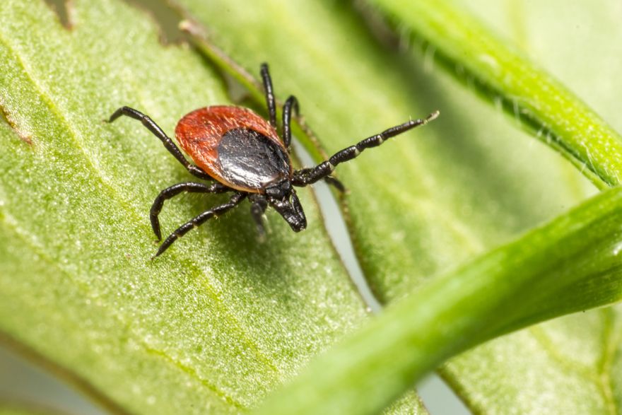 Situācija kļūst satraucoša: Latvijā inficēta jau katra otrā ērce, pirmie upuri jau vasaras sākumā