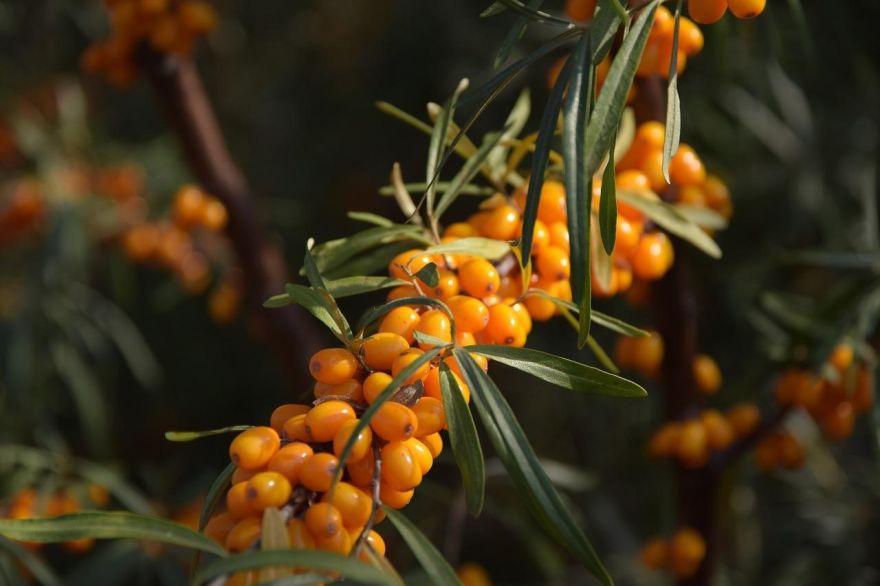 Smiltsērkšķis, mežrozīte un kalē kāposts – vitamīniem un minerālvielām bagātākās vasaras veltes