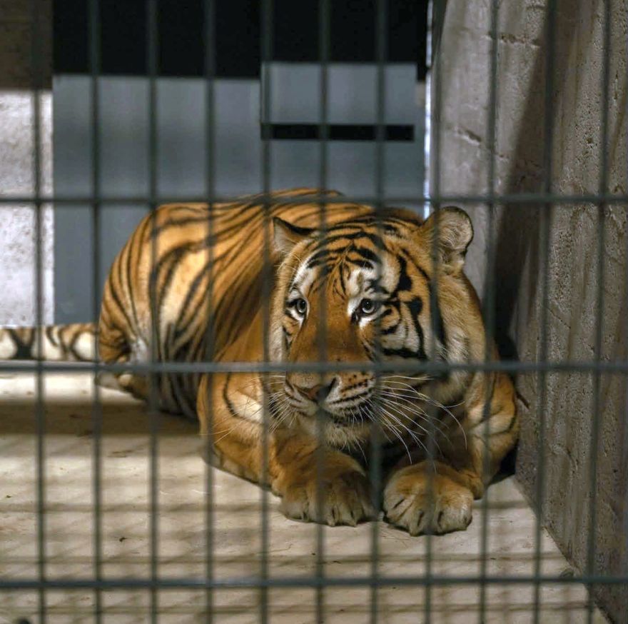 Snaipers un Doņuks jau klāt. No trešdienas Siguldas zooloģiskajā dārzā būs apskatāmi Lietuvā izglābtie Amūras tīģeri