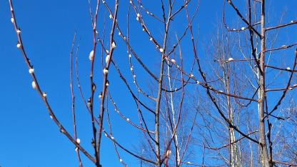 Attēls rakstam: Šodien gaidāms patīkams siltums: termometra stabiņš kāps līdz +14