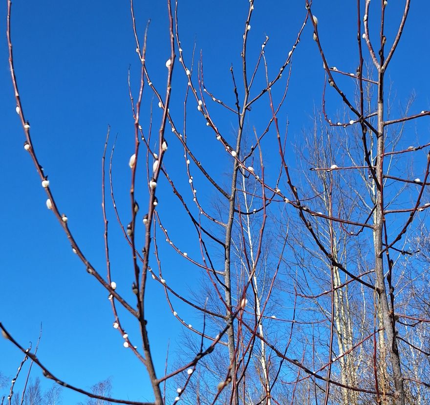 Šodien gaidāms patīkams siltums: termometra stabiņš kāps līdz +14