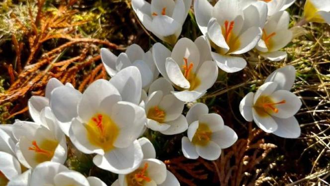 Attēls rakstam: Šonedēļ dažbrīd gaidāms lietus un vēja pastiprināšanās. Aprīļa sākumā iespējams snigs