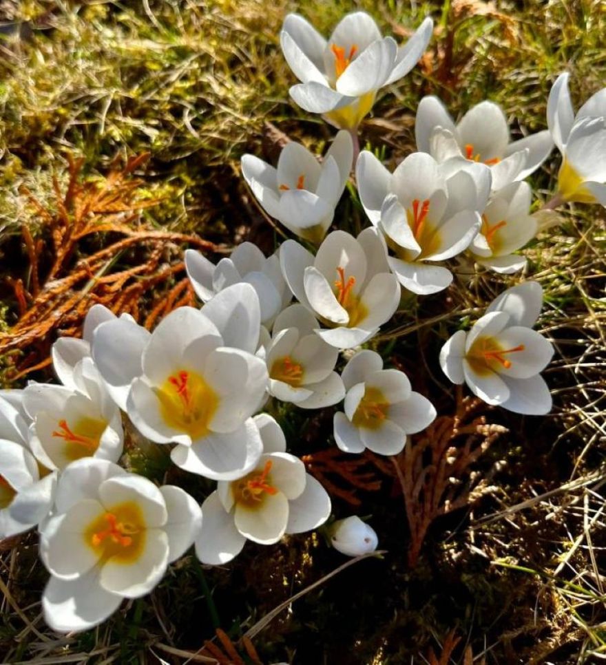 Šonedēļ dažbrīd gaidāms lietus un vēja pastiprināšanās. Aprīļa sākumā iespējams snigs