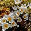 Attēls rakstam: Šonedēļ dažbrīd gaidāms lietus un vēja pastiprināšanās. Aprīļa sākumā iespējams snigs