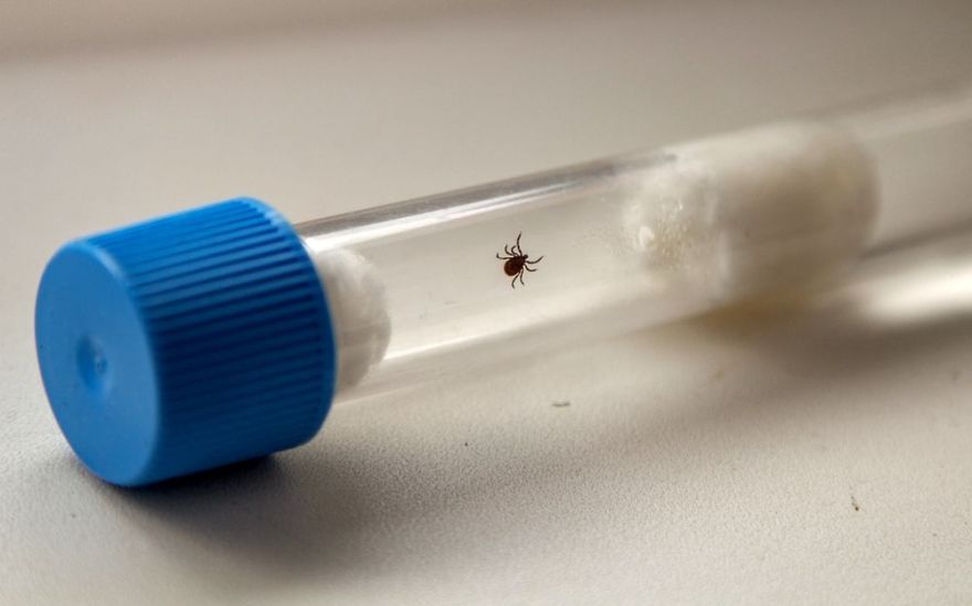 SPKC brīdina par ērču aktivitātes sezonas sākumu