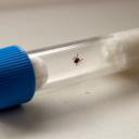 Attēls rakstam: SPKC brīdina par ērču aktivitātes sezonas sākumu