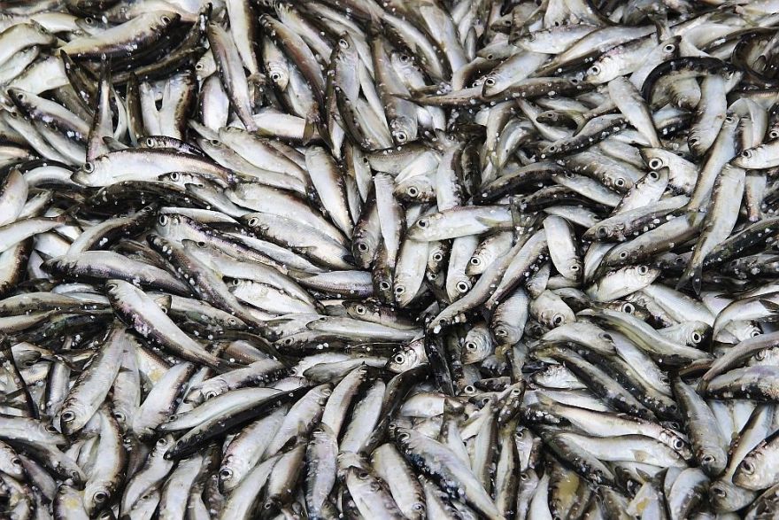 Šprotes uzvaras gājiens – no cara galma līdz Eiropas Savienības namdurvīm (1.daļa)
