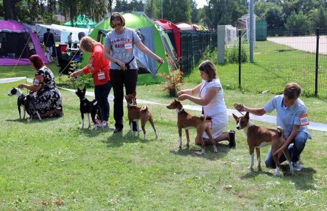 Starptautiskā un nacionālā suņu izstāde Ādažos