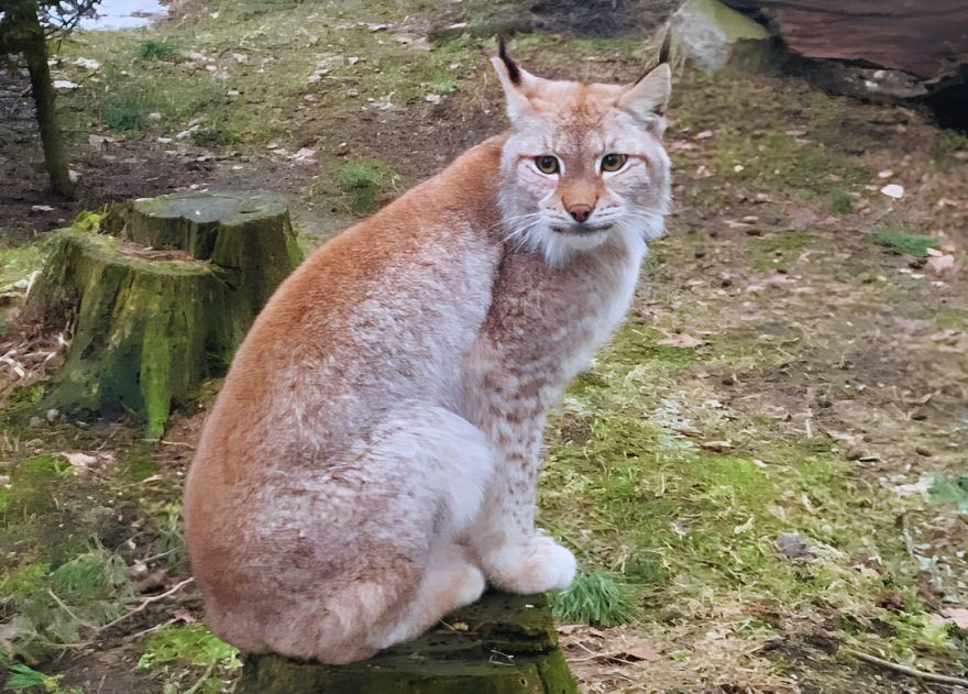 Suņi blogeri, vienradzis, roķīgi putni un citi brīnumaini zvēri gaida bērnus Pierīgā