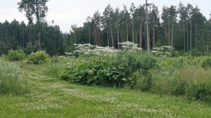 Attēls rakstam: Tas ir īpaši bīstami! Carnikavā izplatīts brīdinājums par latvāņiem
