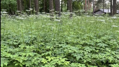 Attēls rakstam: Teju metru gara zāle... Daži mārupieši dusmīgi - pašvaldība aicina iedzīvotājus sakopt teritorijas, bet paši to nedara