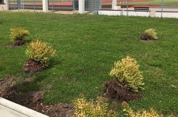 Teritorijā pie Siguldas Sporta centra izpostīti apstādījumi