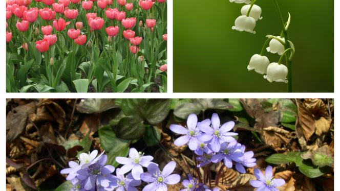 Attēls rakstam: Tests. Cik labi tu pazīsti pavasara ziedus?