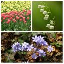 Attēls rakstam: Tests. Cik labi tu pazīsti pavasara ziedus?