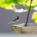 Attēls rakstam: TESTS. Vai pazīsti putnus, kas visbiežāk viesojas barotavās?