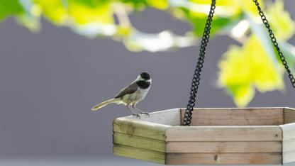 Attēls rakstam: TESTS. Vai pazīsti putnus, kas visbiežāk viesojas barotavās?