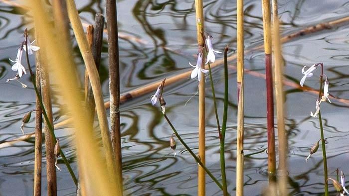 Tīrākie Latvijas ezeri ir Ummis Carnikavas novadā un Mazuikas ezers Ādažu novadā