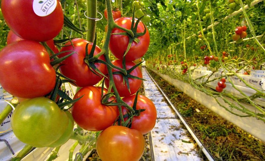 Tomāti, gurķi un atkritumu kalns: "Getliņi eko" maijā rīkos festivālu