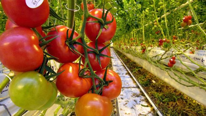 Attēls rakstam: Tomāti, gurķi un atkritumu kalns: "Getliņi eko" maijā rīkos festivālu