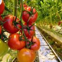 Attēls rakstam: Tomāti, gurķi un atkritumu kalns: "Getliņi eko" maijā rīkos festivālu