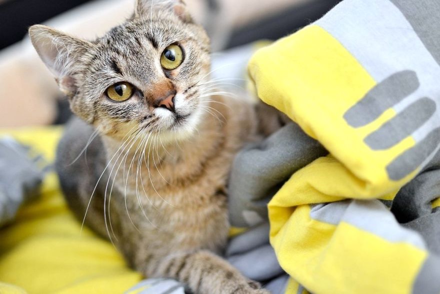 Traucējoši simptomi kaķim – kas liecina par slimību?