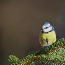 Attēls rakstam: Turpinām baudīt siltumu: marta vidus bijis piecus grādus siltāks, nekā ierasts