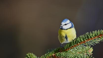 Attēls rakstam: Turpinām baudīt siltumu: marta vidus bijis piecus grādus siltāks, nekā ierasts
