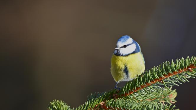 Attēls rakstam: Turpinām baudīt siltumu: marta vidus bijis piecus grādus siltāks, nekā ierasts