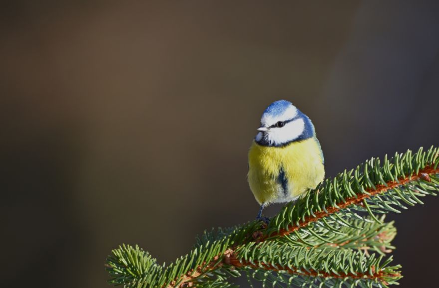 Turpinām baudīt siltumu: marta vidus bijis piecus grādus siltāks, nekā ierasts