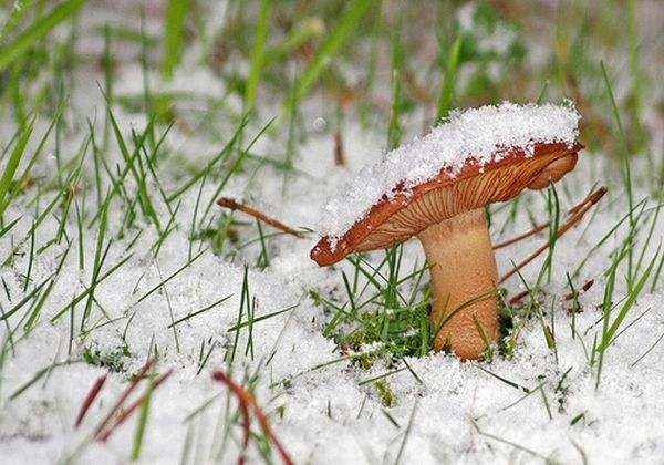 Turpmākā nedēļa būs neparasti silta, Ziemassvētkos varēs sēņot